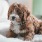 Lifestyle image of a small puppy sitting on a bed
